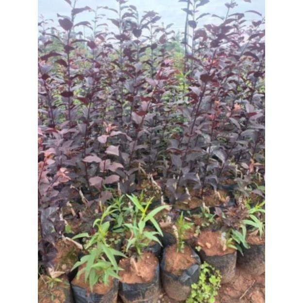 Sản phẩm CÂY GIỐNG MẬN ĐỎ MỸ