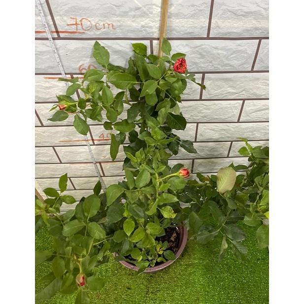 Cây hoa hồng mid summer đỏ Hồng đang nụ -cây nguyên bản