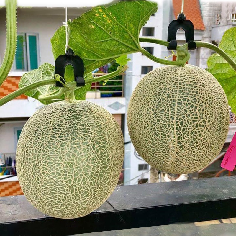 HẠT GIỐNG DƯA LƯỚI RUỘT VÀNG F1 TẶNG KÈM TRẤU