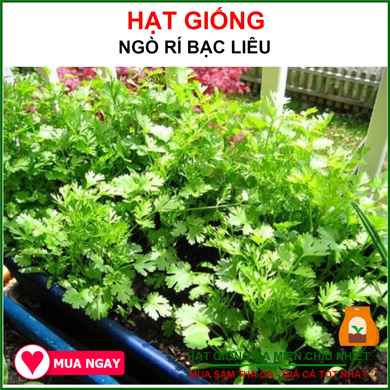 20Gr Hạt Giống Ngò Rí Bạc Liêu Đậm Đà Số 1