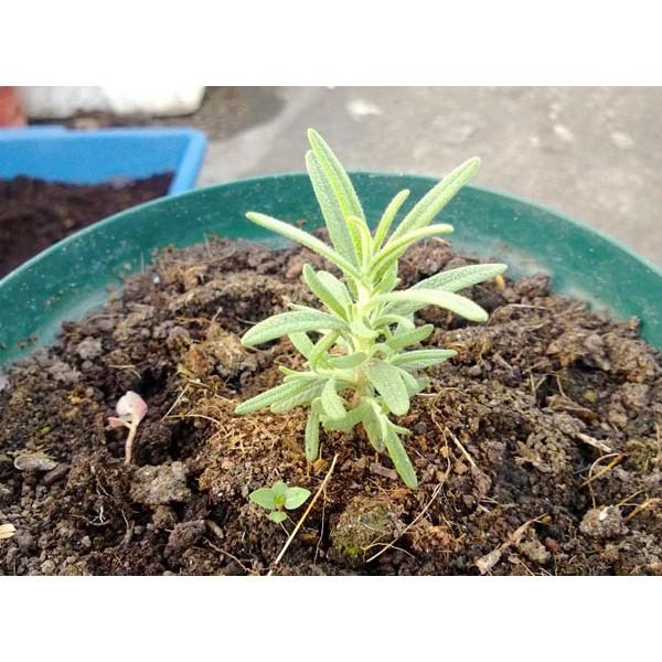 Hạt giống hoa Hương thảo dễ trồng Rosemary seeds