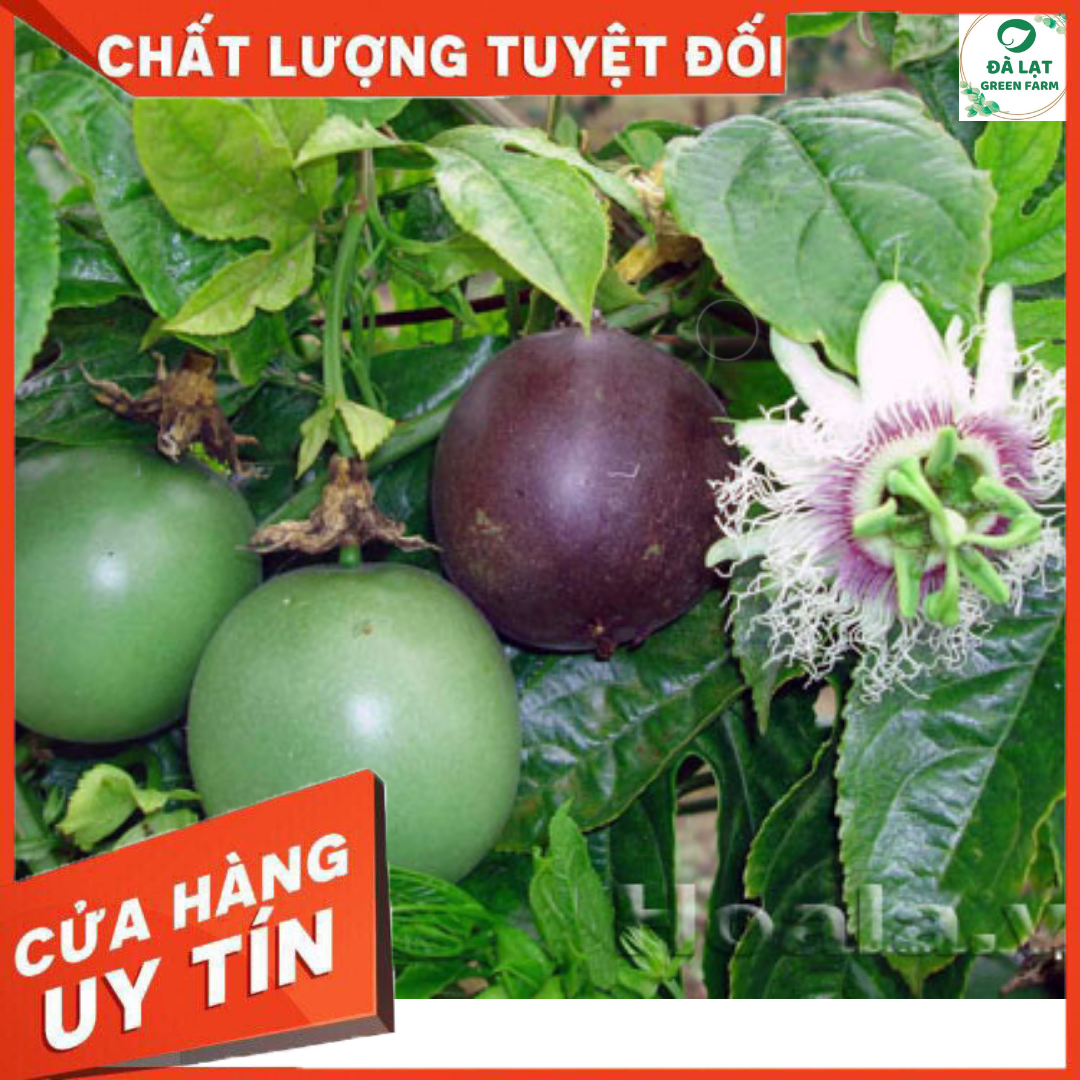 130H_Hạt giống Chanh Dây (sai trái)