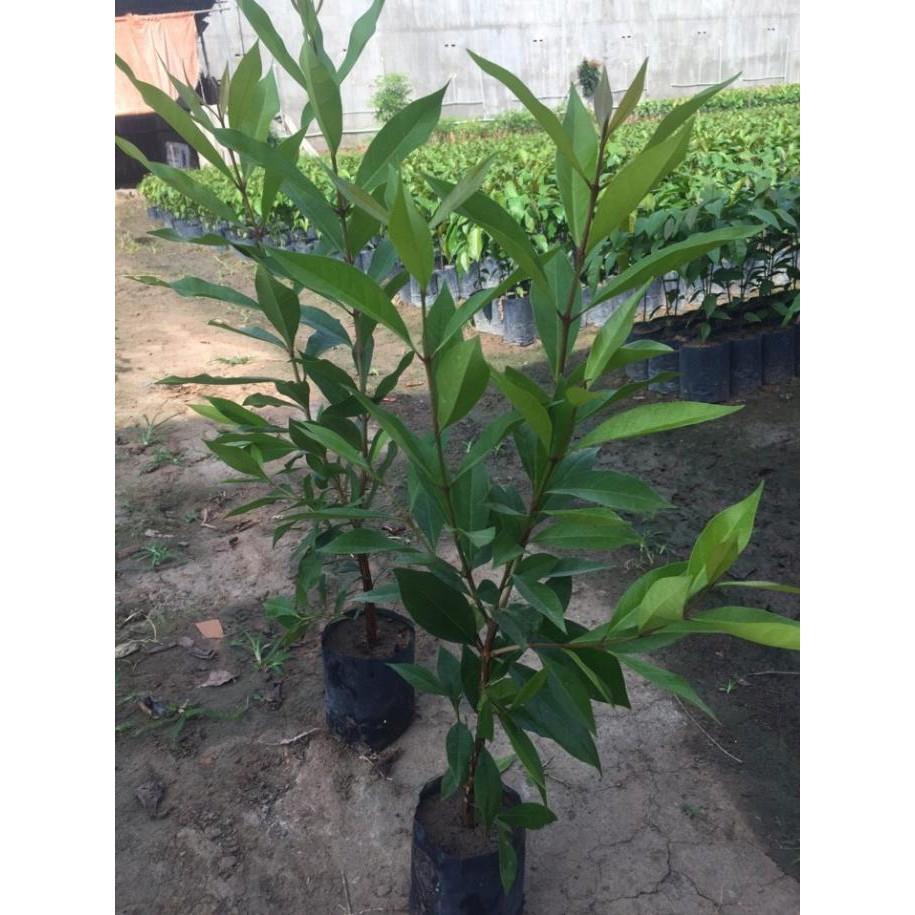 CÂY VỐI NẾP - cây giống VỐI NẾP gửi đi nguyên bầu