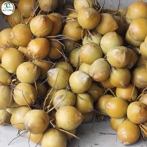 Cây Giống Dừa xiêm hồng
