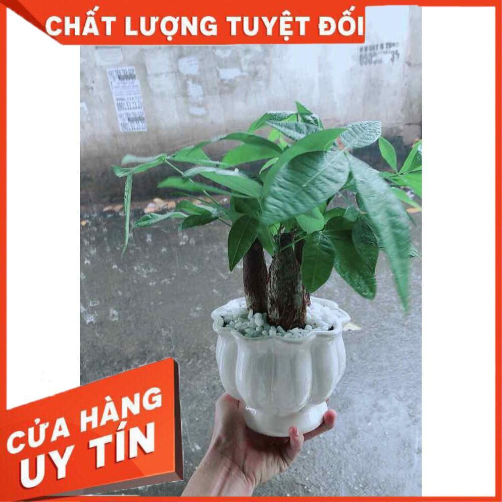 Chậu Kim Ngân 3 Thân Nhiều Người Mua