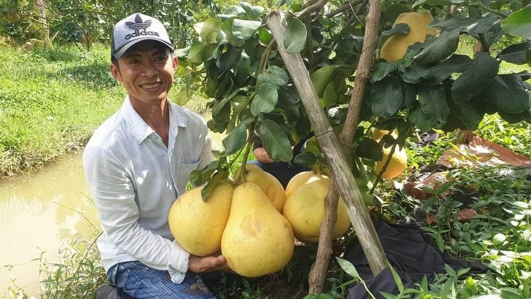 Cây giống bưởi tam hồng siêu sớm