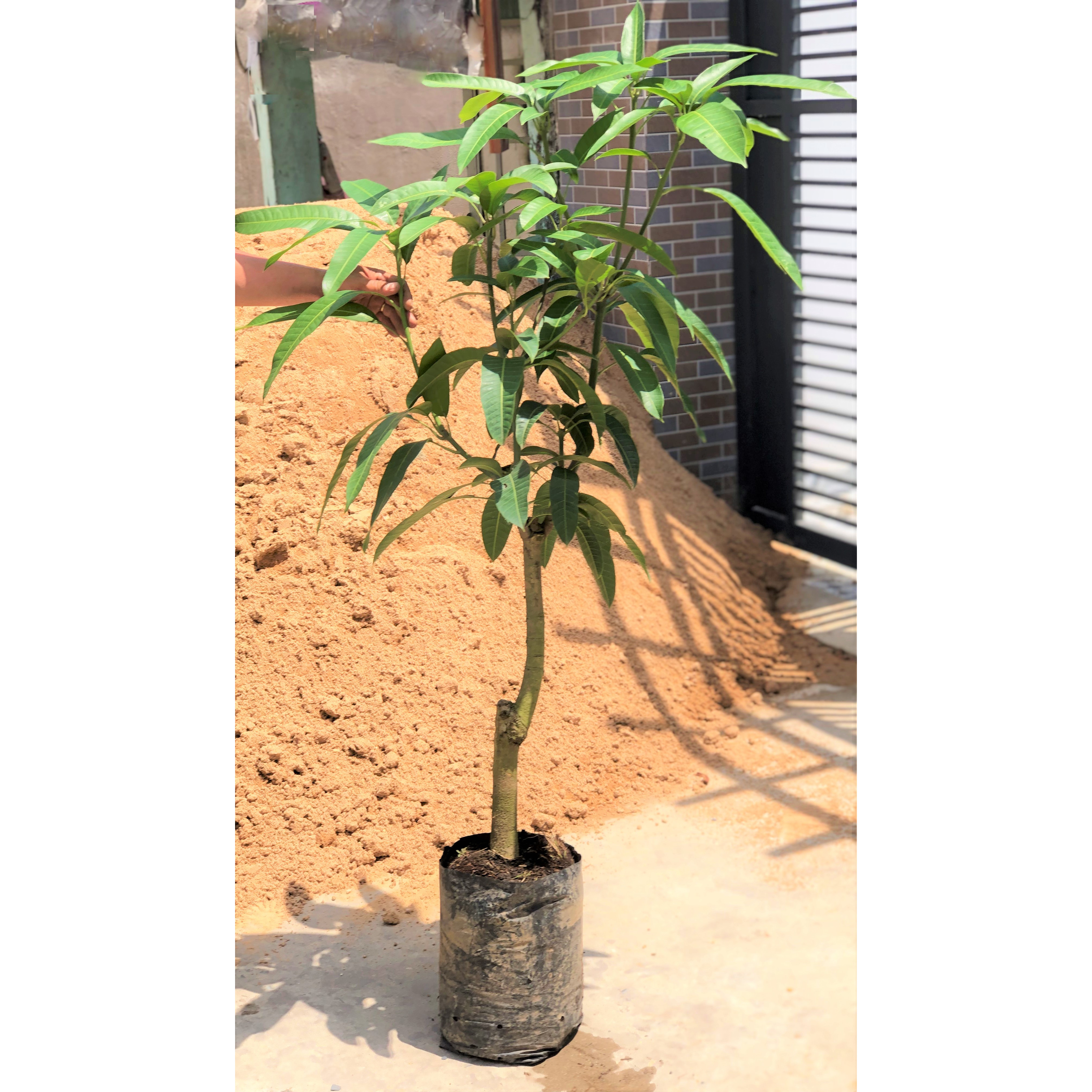 Cây xoài Đài Loan cao 120 - 150 cm