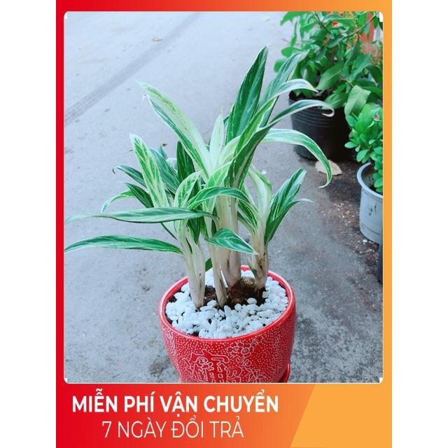 Chậu Cây Giữ Tiền