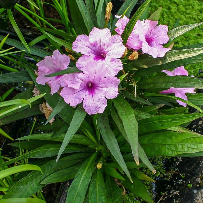 Cây Ruellia angustifolia Mexico Pink (Cỏ Cảnh Mexico) chậu nhựa 8cm