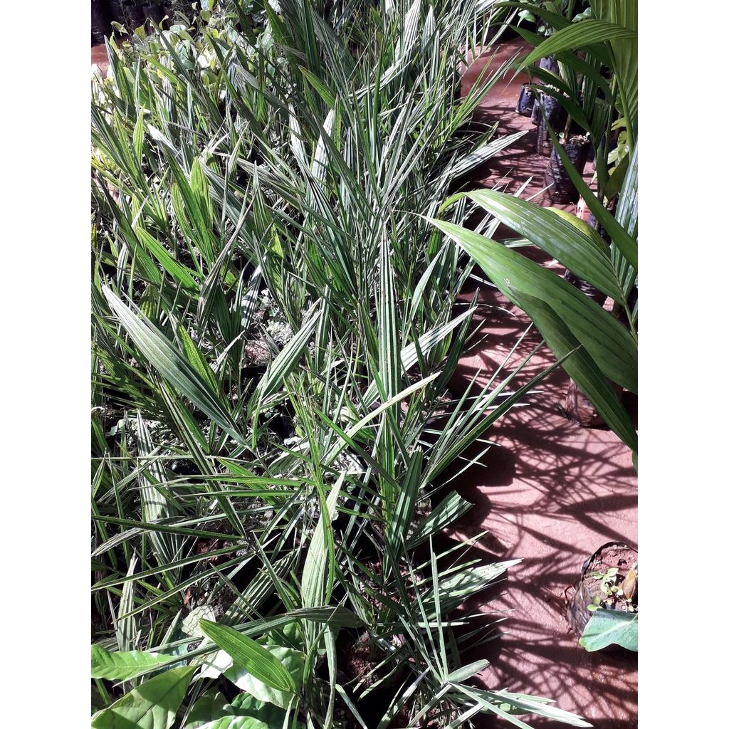 CÂY GIỐNG CHÀ LÀ BARHEE SIÊU QUẢ.