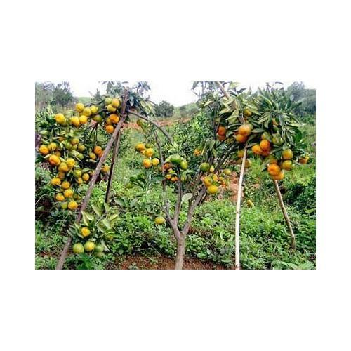 CÂY GIỐNG CAM CARA RUỘT ĐỎ KHÔNG HẠT SIÊU NGON SIÊU QUẢ- CAM KÊT GIỐNG CHUẨN F1 - CGCCRRDKH