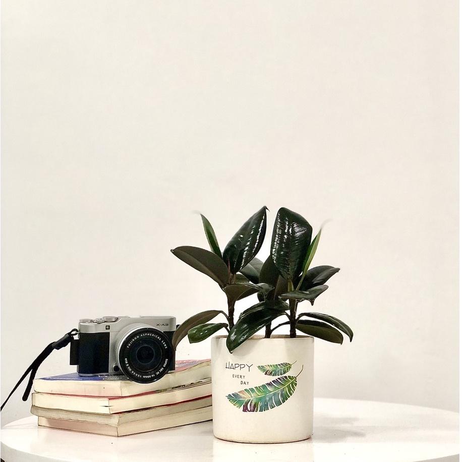 Cây Đa Búp Đỏ 3 Thân để bàn hợp phong thủy tượng trưng cho sự may mắn, hạnh phúc