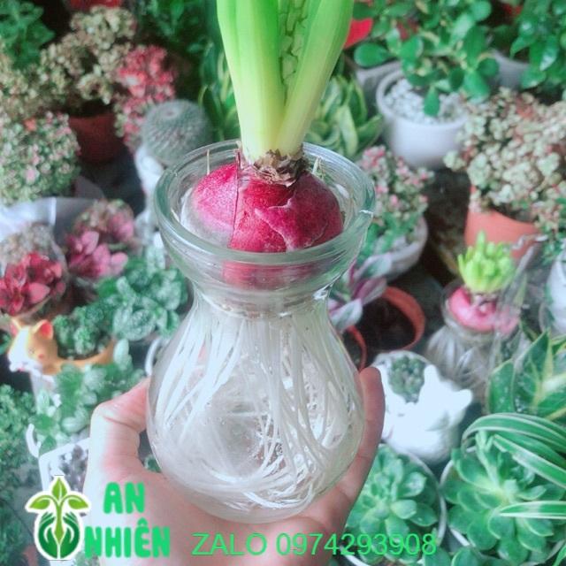 Chậu Cây Củ Ông Tiên