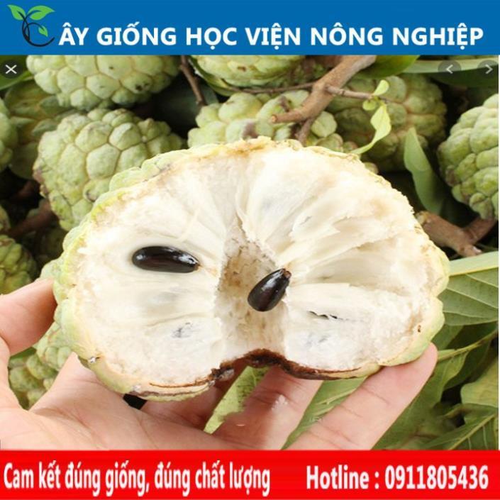 Sản phẩm Cây Ăn Trái cây na dai chuẩn giống F1