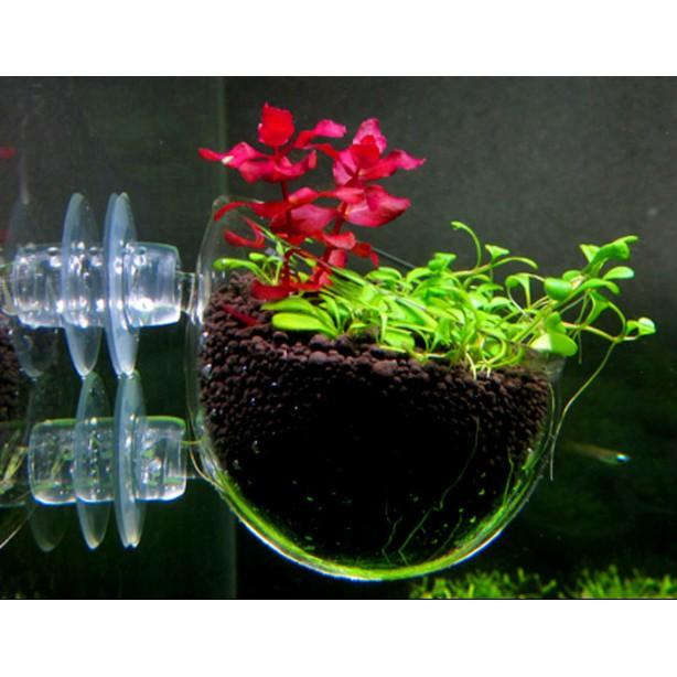 Cốc đựng Trùn Chỉ - Trồng Cây Thuỷ Sinh - Xem Kỹ Phân Loại