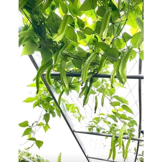 Hạt giống Đậu Rồng , đóng gói 5gr