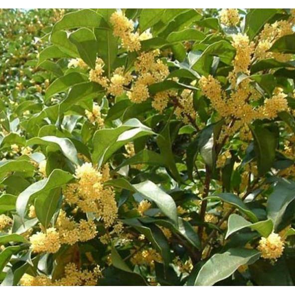 Cây hoa mộc hương ta 4 cây
