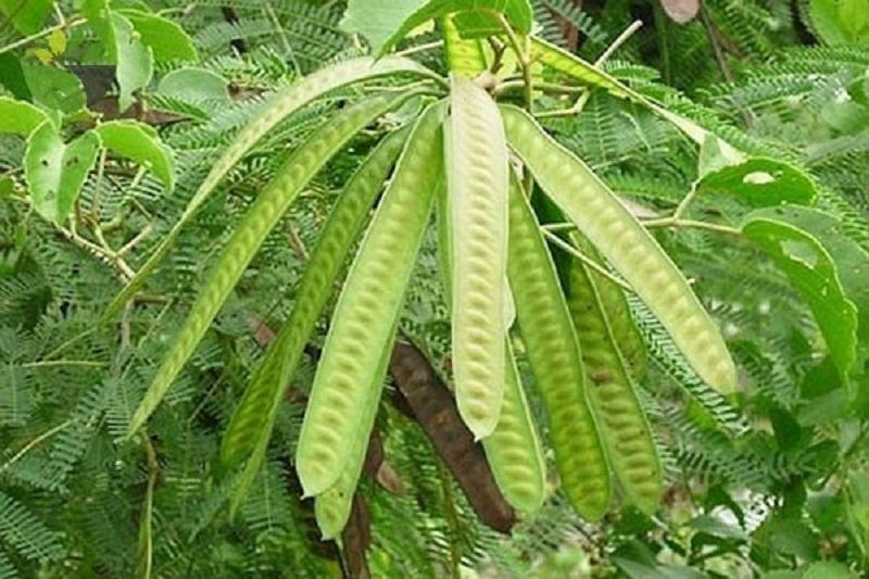 Cây bồ kết, cây quả bồ kết giống, quả bồ kết nhiều công dụng và tốt cho sức khỏe