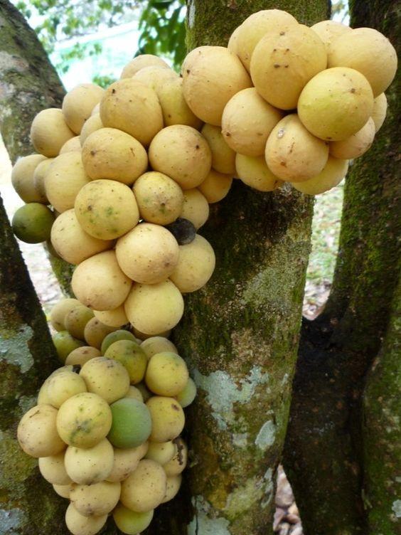 CÂY GIỐNG BÒN BON THÁI