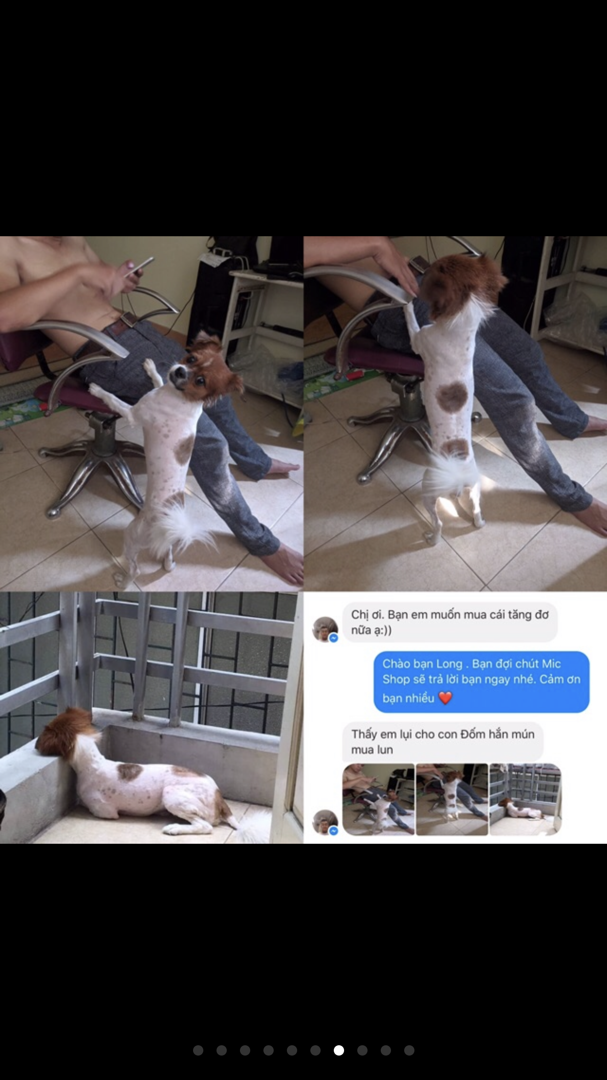 Tông đơ cho thú cưng,  cắt lông chó mèo