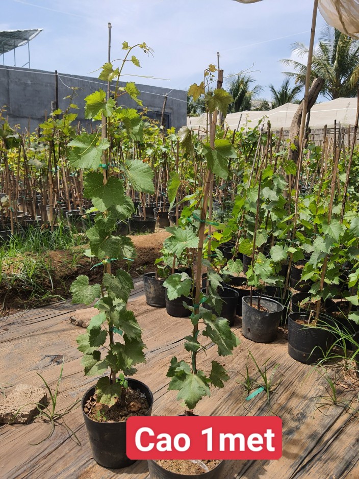 Cây Nho Ninh Thuận Cao 1M - Có Tài Liệu Trồng Đến Ra Trái