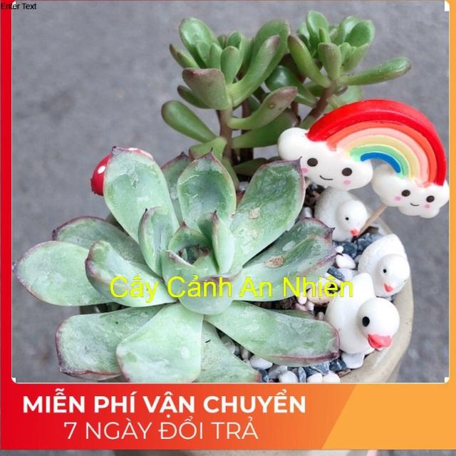 Chậu sen đá tiểu cảnh