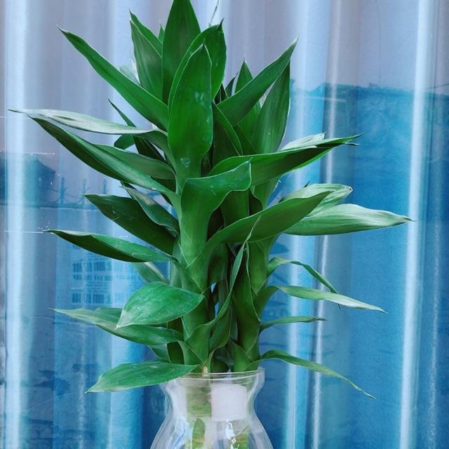 Chậu Phát Tài Búp Sen