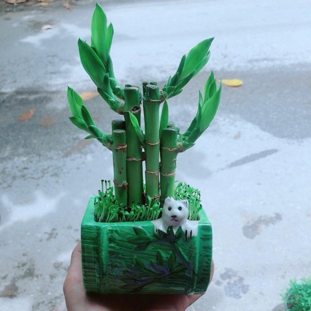 Chậu Trúc Phát Tài