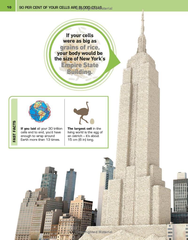 Sách ngoại văn: It Can't Be True! Human Body! : 1,000 Amazing Facts About You