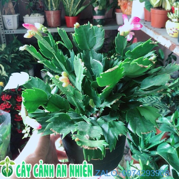 Hoa Càng Cua