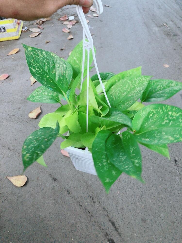 Trầu Bà Thái Vàng