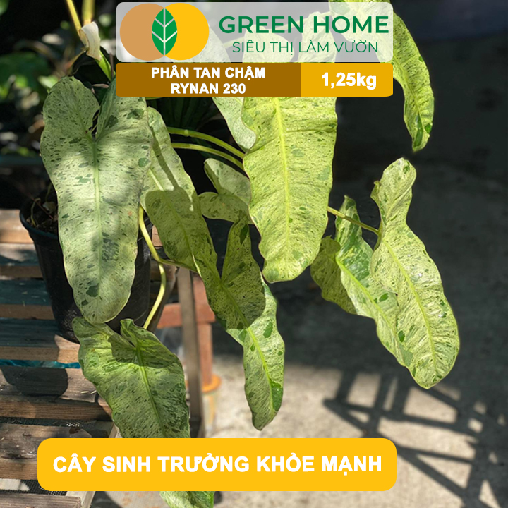 Phân Tan Chậm Greenhome, Rynan 230, Hũ 1,25kg, Chuyên Kiểng Lá, Dưỡng Lá Xanh, Sinh Trưởng Khoẻ