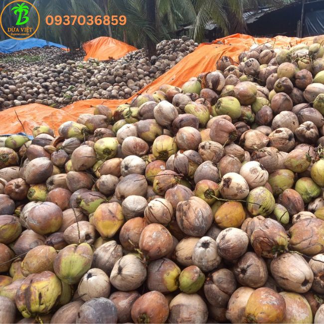 Combo 3 Trái Dừa Khô Bến Tre loại Lớn Từ 800 gram đến 1,2kg