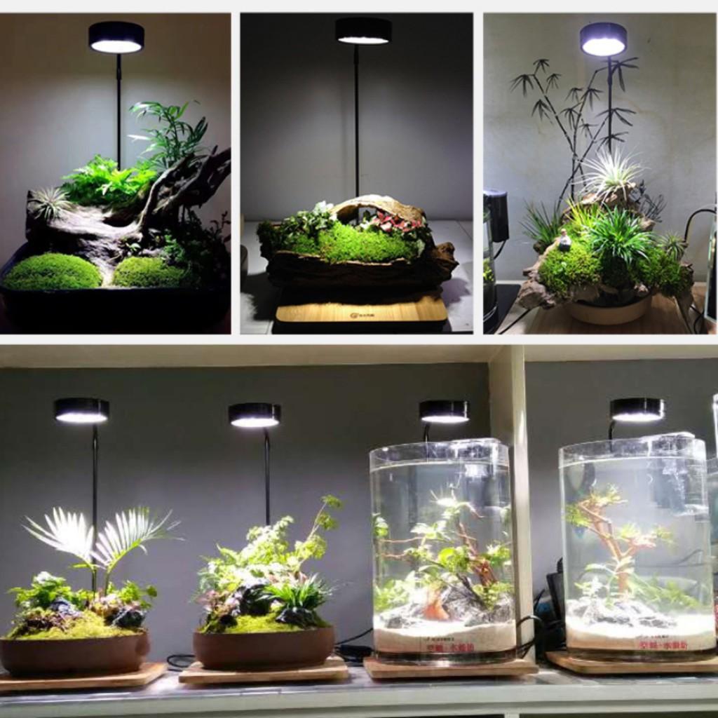 Đèn Led Kèm Đế Gỗ Bambo - Led Thớt cho bể cá cảnh, thuỷ sinh, bán cạn
