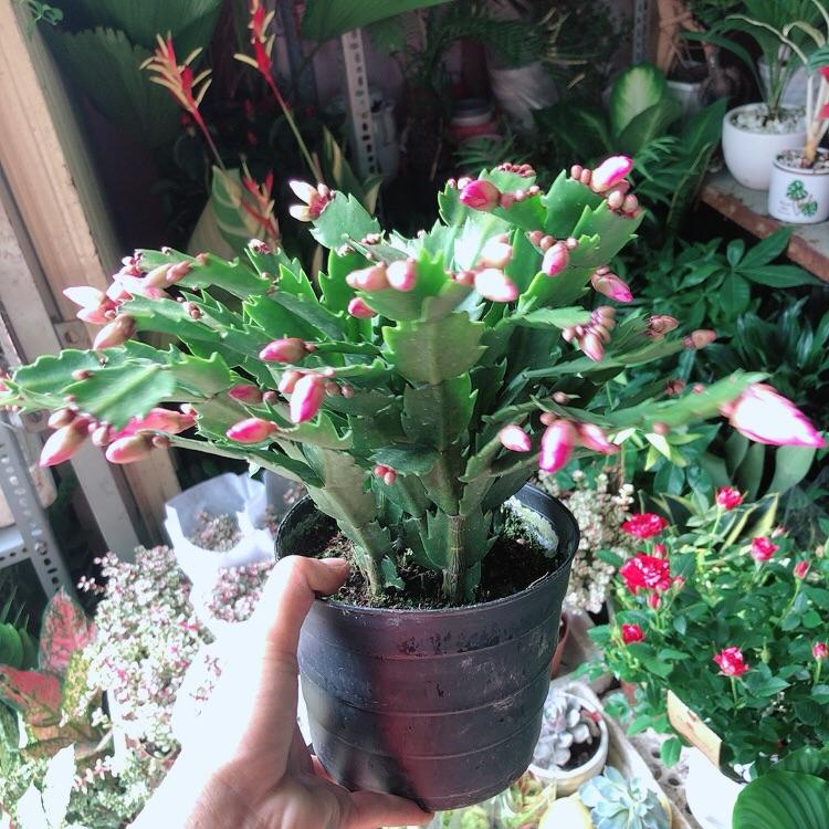 Chậu Cây Càng Cua