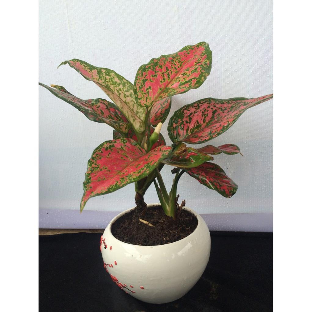 CHẬU CÂY NHƯ Ý,LOÀI CÂY SANG TRỌNG, QUÝ PHÁI, VƯỢNG TÀI LỘC CHO GIA CHỦ + Tặng 01 cây dâu da đất