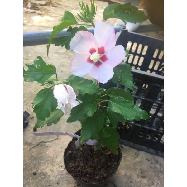 Hoa dâm bụt, hibiscus