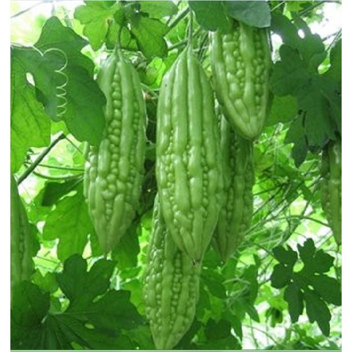 Hạt giống khổ qua mỡ gói 10 hạt -kèm 1 gói phân bón lót