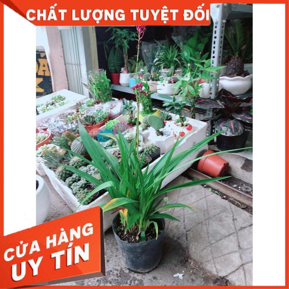 Cây Lan Đất Nhiều Người Mua