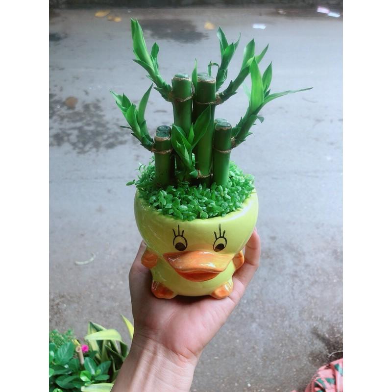 Chậu Trúc Phát Tài Vịt Vàng