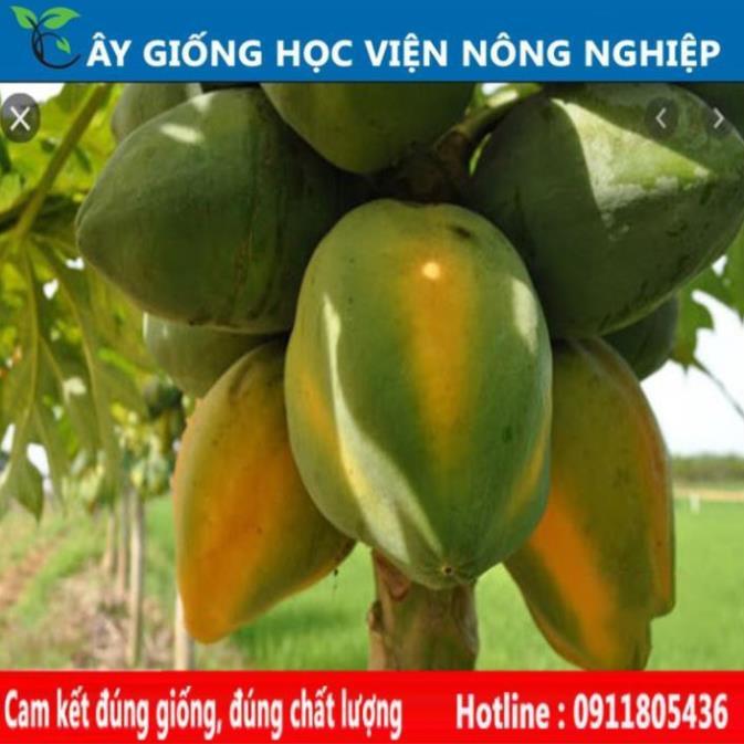 Sản phẩm Cây Ăn Trái cây giống đu đủ thái