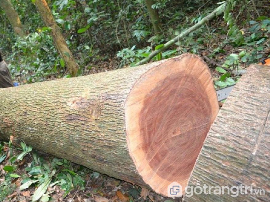 CÂY GIỐNG CÂY XOAN.