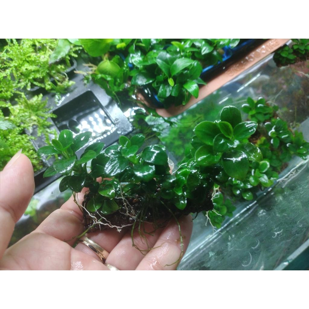 Ráy nana petite full lá nước dễ trồng trang trí bonsai bể thủy sinh siêu đẹp