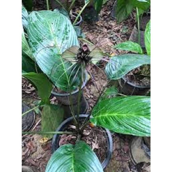 CHẬU CÂY RÂU HÙM LÀM CẢNH