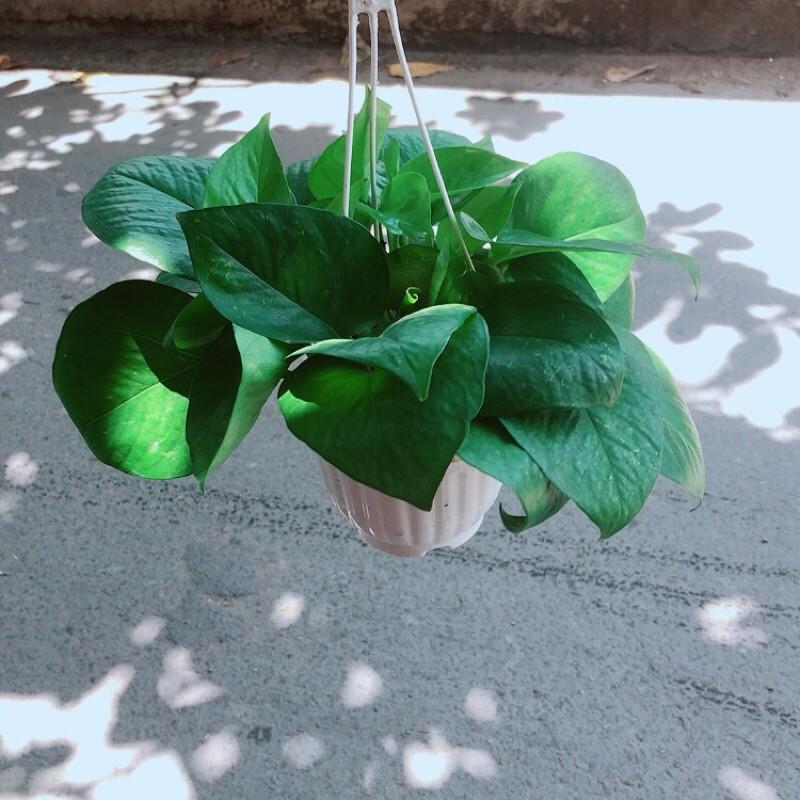 Trầu Bà Thái Xanh