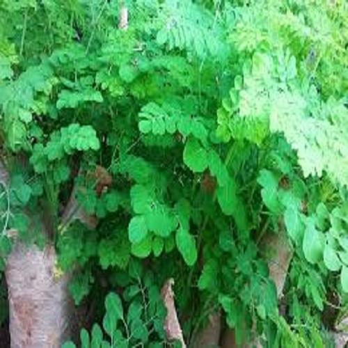 Cây chùm ngây, cây chùm ngây ăn lá cao từ 0,8m trở lên, hàng chất lượng đặc sản Phú Thọ