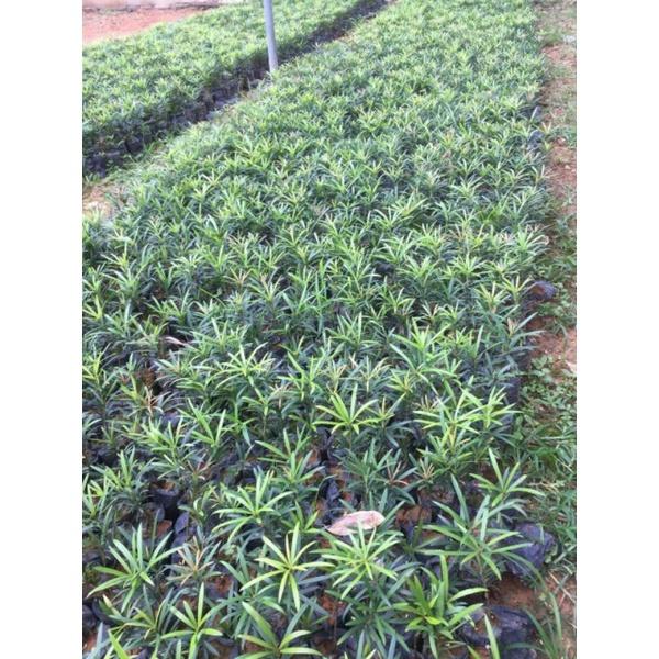 COMBO 10 CÂY GIỐNG TÙNG LA HÁN. CÂY PHONG THỦY