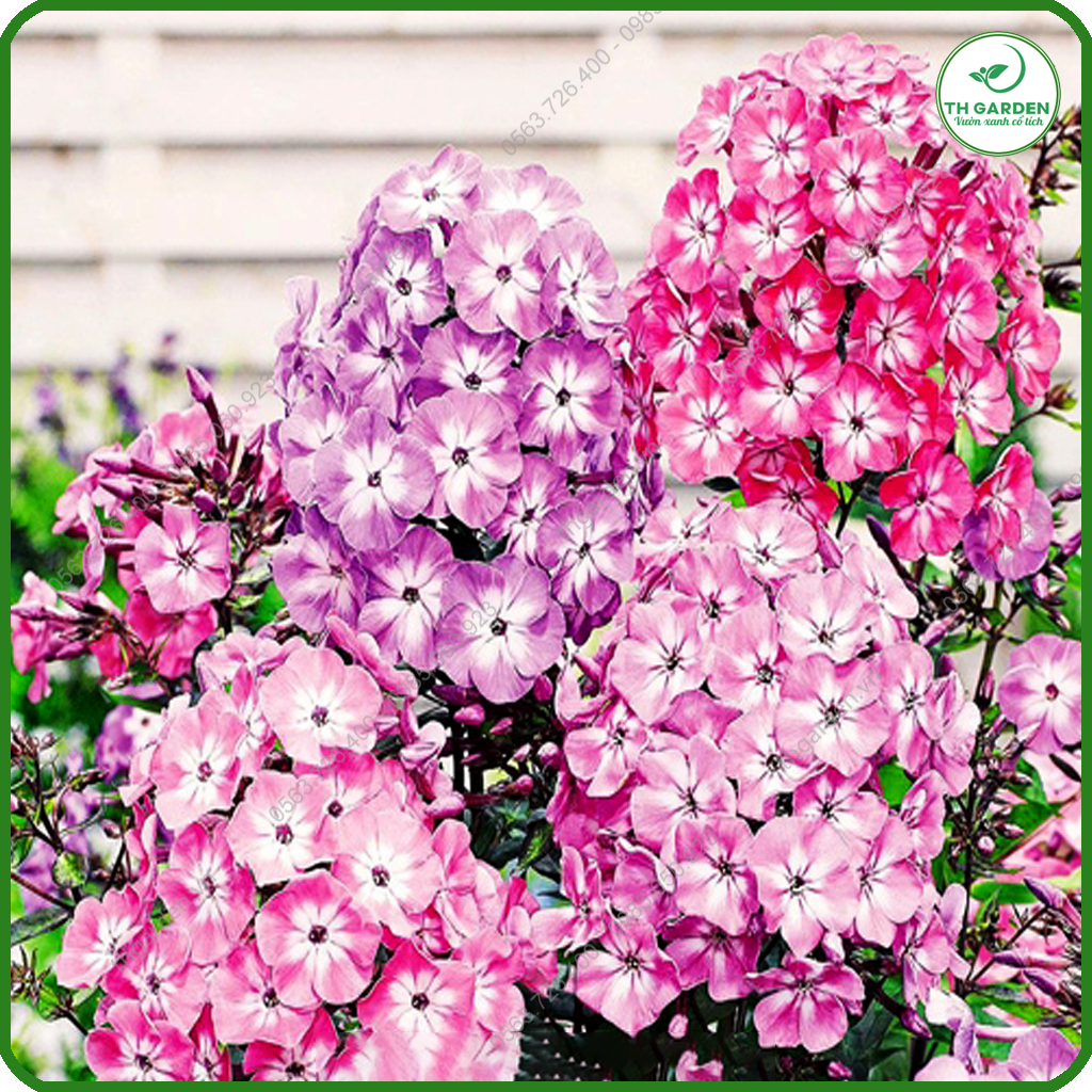 Hạt Giống Hoa Thanh Trúc Mix Nhiều Màu TH Garden - Siêu Đẹp Tuổi Thọ Cao, Hạt Giống Dễ Trồng Dễ Chăm Sóc, Hoa Thơm, Bền Màu, Lâu Tàn