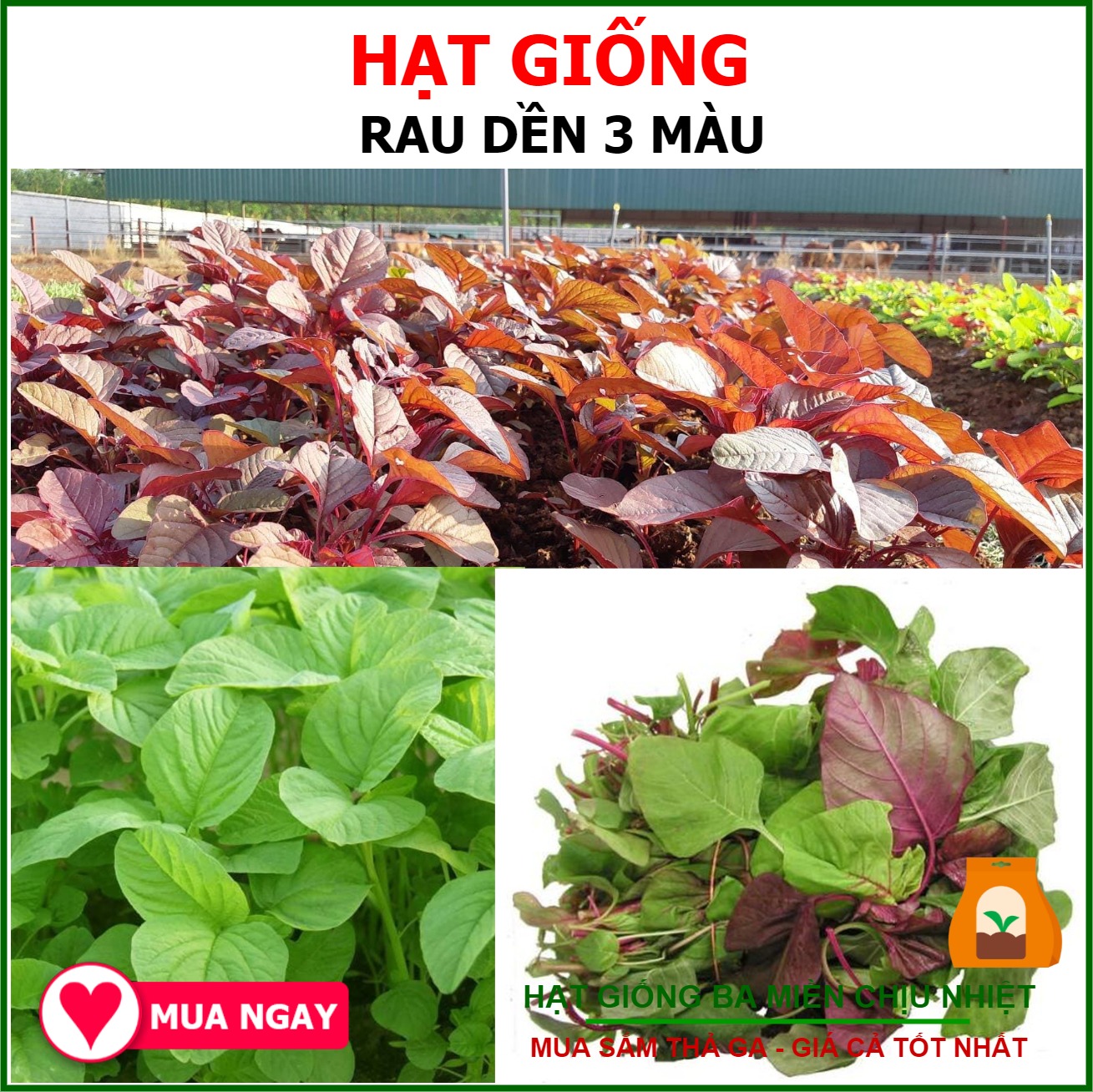 Hạt Giống Dền 3 Màu Sen Vàng Gói 20gram