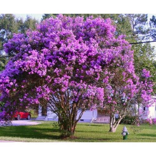 CÂY GIỐNG BẰNG LĂNG TÍM, CAM KẾT CHUẨN GIỐNG F1 + Tặng 01 cây dâu da đất